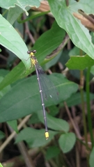 Coeliccia flavicauda