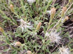 Brickellia oblongifolia