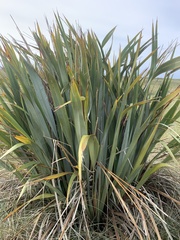 Phormium tenax