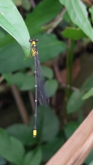 Coeliccia flavicauda