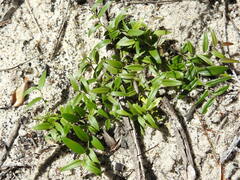 Asparagus kraussianus