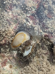 Monetaria annulus