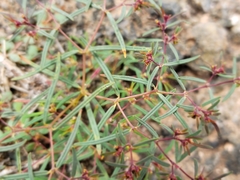 Euphorbia revoluta