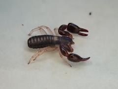 Philomaoria