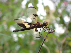 Rhyothemis phyllis