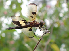 Rhyothemis phyllis