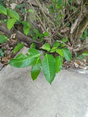 Ficus virgata