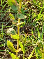 Atractomorpha lata