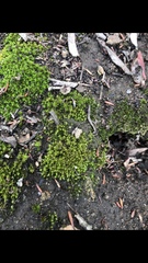 Didymodon