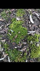 Didymodon