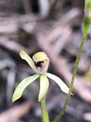 Caladenia transitoria