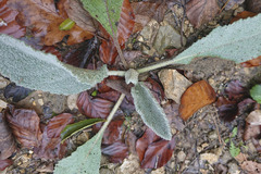 Stachys byzantina