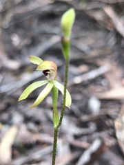 Caladenia transitoria
