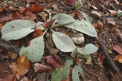 Stachys byzantina