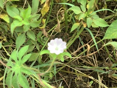 Ipomoea pes-tigridis
