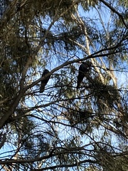 Calyptorhynchus lathami