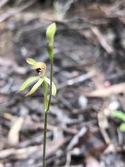 Caladenia transitoria