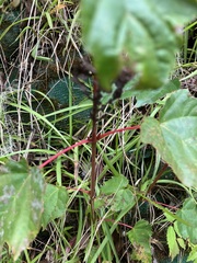 Acer morrisonense
