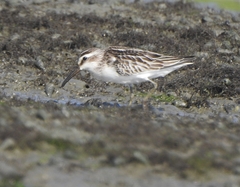 Calidris falcinellus