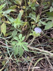 Ipomoea pes-tigridis