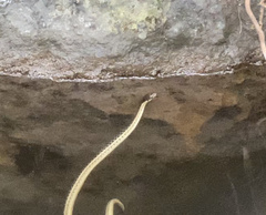 Thamnophis hammondii