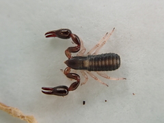 Philomaoria