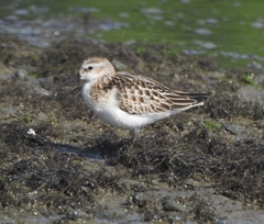 Calidris minuta
