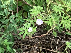 Ipomoea pes-tigridis