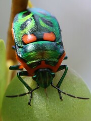 Scutiphora pedicellata