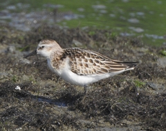 Calidris minuta