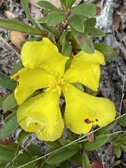 Hibbertia linearis