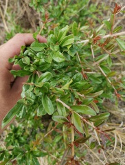 Ehretia rigida