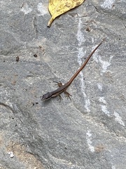 Takydromus kuehnei