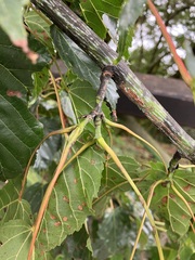 Acer morrisonense