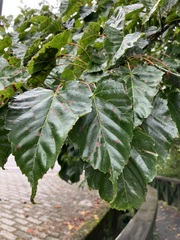 Acer morrisonense