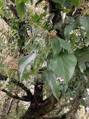 Hedera rhombea