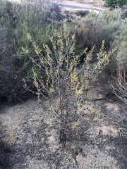 Ceanothus crassifolius