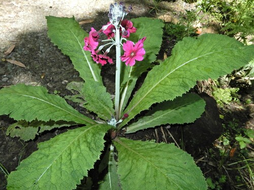 Image of Primula pulverulenta by (c) Grey Smith, some rights reserved (CC BY)