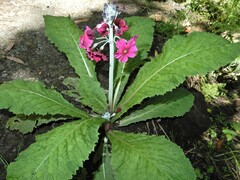 Primula pulverulenta
