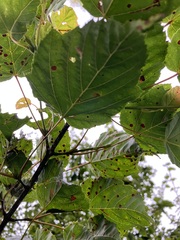 Acer morrisonense