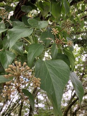 Hedera rhombea