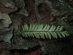 Adiantum caudatum