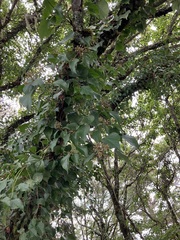 Hedera rhombea