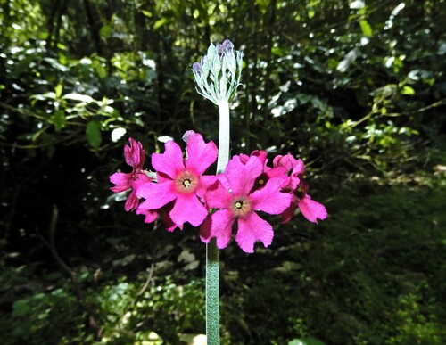 Primula pulverulenta, photograph 4