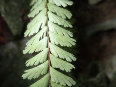 Adiantum caudatum