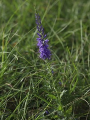 Veronica barrelieri