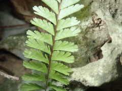 Adiantum caudatum