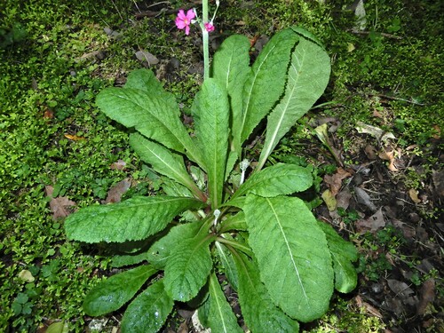 Primula pulverulenta, photograph 5