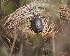Emys orbicularis orbicularis