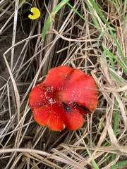 Hygrocybe conicoides